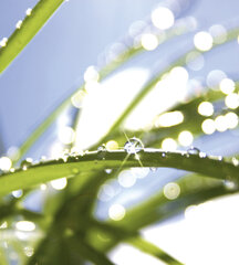 Фотообои - Утренняя роса на траве 225х250 см цена и информация | Фотообои | pigu.lt