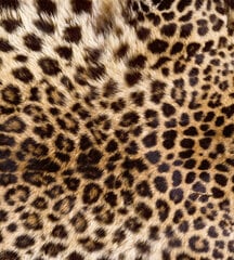 Fototapetai - Leopardo oda, 225x250 cm kaina ir informacija | Fototapetai | pigu.lt