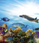 Fototapetai - Žuvys, 225x250 cm kaina ir informacija | Fototapetai | pigu.lt