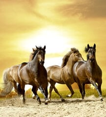 Fototapetai - Arkliai saulėlydžio metu 225x250 cm kaina ir informacija | Fototapetai | pigu.lt