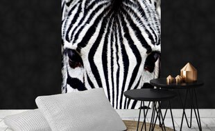 Fototapetai - Zebras, 225x250 cm kaina ir informacija | Fototapetai | pigu.lt