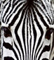 Fototapetai - Zebras, 225x250 cm kaina ir informacija | Fototapetai | pigu.lt