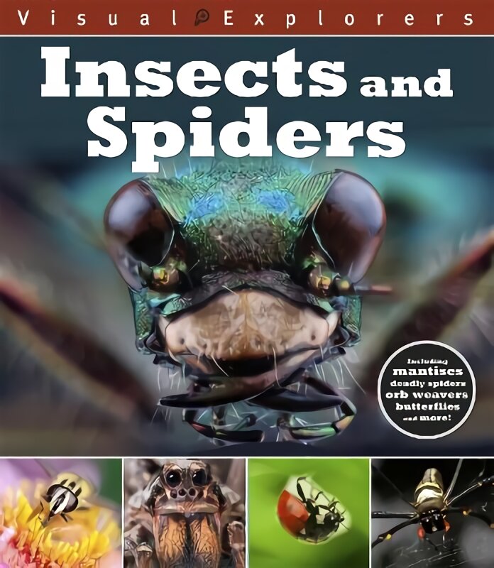 Visual Explorers: Insects and Spiders kaina ir informacija | Knygos paaugliams ir jaunimui | pigu.lt