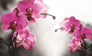 Фотообои Orchid Pink 368x254 см цена и информация | Фотообои | pigu.lt