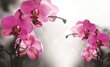 Orchid Pink kaina ir informacija | Fototapetai | pigu.lt