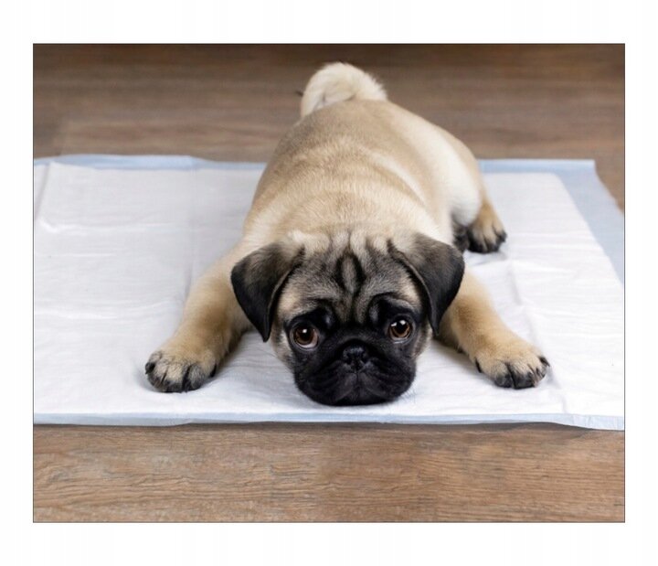 Higieniniai kilimėliai gyvūnams 40x60 100vnt kaina ir informacija | Guoliai, pagalvėlės | pigu.lt