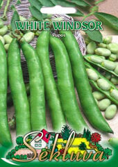 Pupos White Windsor цена и информация | Семена овощей, ягод | pigu.lt