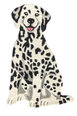 Kilimas Fauna Fan Dog D-11 60x90 cm