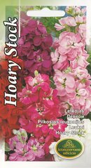 Лефкой Hoary Stock цена и информация | Семена цветов | pigu.lt