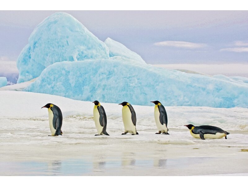 Paveikslas Pingvinai цена и информация | Reprodukcijos, paveikslai | pigu.lt