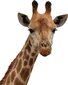 Žirafa Vinilinis sienų arba langų lipdukas Vaikų žaidimų kambario dekoras - 49 x 38cm kaina ir informacija | Interjero lipdukai | pigu.lt