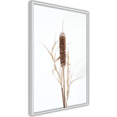 Plakatas Typha, Baltas rėmelis, 30x45 цена и информация | Репродукции, картины | pigu.lt