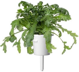 Garstyčios Shungiku Smart Garden Click & Grow, 3 vnt kaina ir informacija | Prieskonių sėklos | pigu.lt