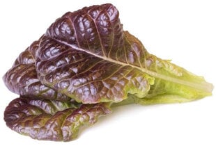 Salotos išmaniosios daigyklos papildymas Click & Grow Smart Garden Red Lettuce, 3 vnt kaina ir informacija | Daržovių, uogų sėklos | pigu.lt