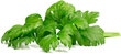Salierai Smart Garden Click & Grow Refill, 3 vnt kaina ir informacija | Daržovių, uogų sėklos | pigu.lt