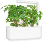 Petražolės Lovage Smart Garden Click & Grow, 3vnt kaina ir informacija | Prieskonių sėklos | pigu.lt