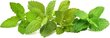 Click & Grow Plant Pod kaina ir informacija | Daigyklos, lempos augalams | pigu.lt