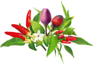 Click & Grow Plant Pod Смесь перцев чили Mix 9 шт. цена и информация | Семена овощей, ягод | pigu.lt