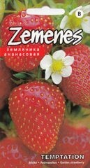 Клубника АМПЕЛЬНАЯ- TEMPTATION. Семена клубники 10 шт. цена и информация | Семена овощей, ягод | pigu.lt