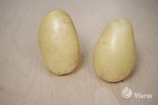 Sėklinės Bulvės Queen Anne B 5kg kaina ir informacija | Daržovių, uogų sėklos | pigu.lt