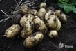 Sėklinės Bulvės Queen Anne B 5kg kaina ir informacija | Daržovių, uogų sėklos | pigu.lt