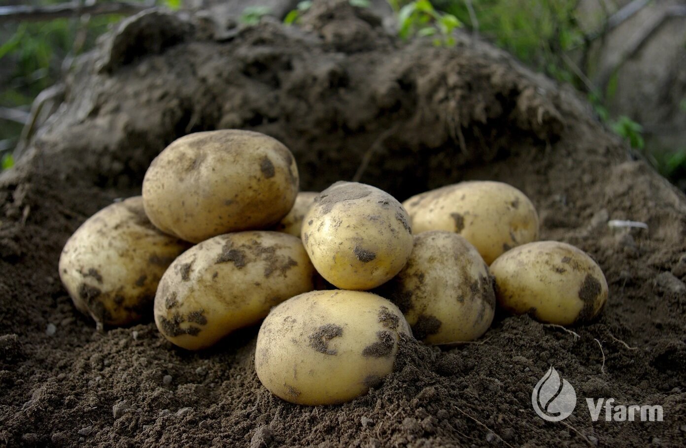 Sėklinės Bulvės Colomba A 2kg kaina ir informacija | Daržovių, uogų sėklos | pigu.lt