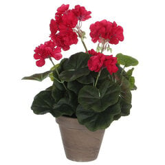 Dekoratyvinis augalas Pelargonija kaina ir informacija | Dirbtinės gėlės | pigu.lt