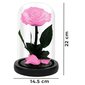Tikra rožė stikliniame kupole (Infinity rose) LIVMAN, 22cm цена и информация | Miegančios rožės, stabilizuoti augalai | pigu.lt