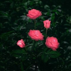 Уличные фонари Cuifuli, розовые розы цена и информация | Уличные светильники | pigu.lt