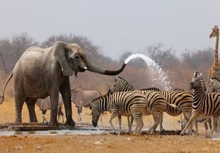 Consalnet Фотообои флизелиновые Elefant 416 x 254 cm 10093VEXXXL цена и информация | Фотообои с инструментом и клеем - Бежевые листья эвкалипта, 400x280 см | pigu.lt