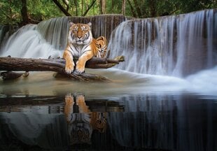 Consalnet Фотообои флизелиновые Jungle 312 x 219 cm 14591VEXXL цена и информация | Фотообои | pigu.lt