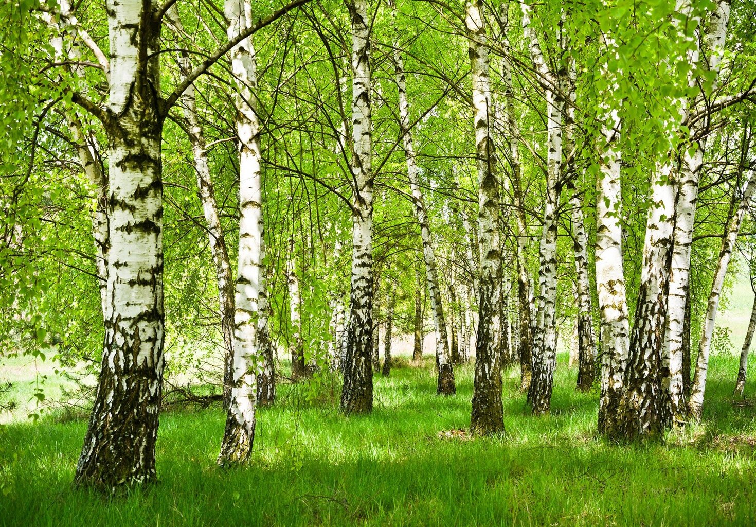 Fototapetas Miškas kaina ir informacija | Fototapetai | pigu.lt