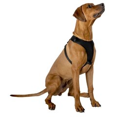 Šuns petnešos su šviesą atspindinčia juostele L, 41-67 cm цена и информация | Ошейники, подтяжки для собак | pigu.lt