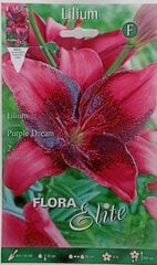 Lelijos Purple Dream, 2 vnt kaina ir informacija | Gėlių svogūnėliai | pigu.lt