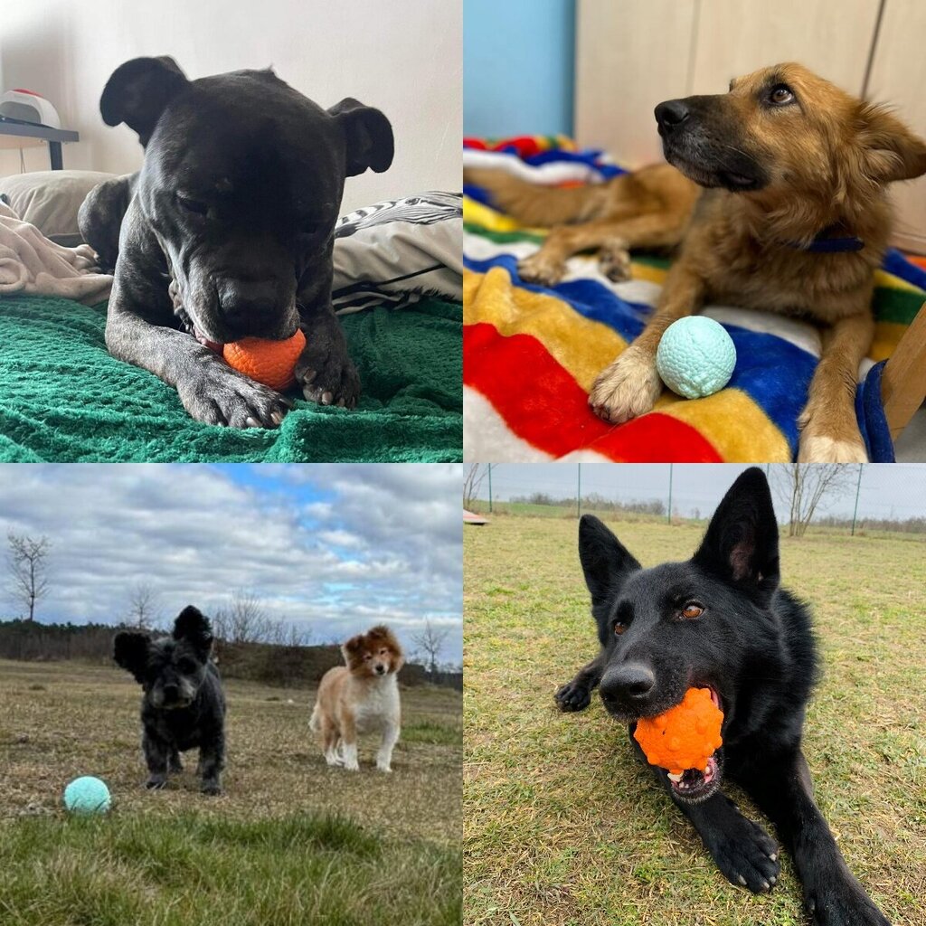 Šunų kamuolys Explorer Dog, 8 cm kaina ir informacija | Žaislai šunims | pigu.lt