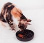 Lėto valgymo dubenėlis katėms District 70, 200 ml, tamsiai pilkas kaina ir informacija | Dubenėliai, dėžės maistui | pigu.lt