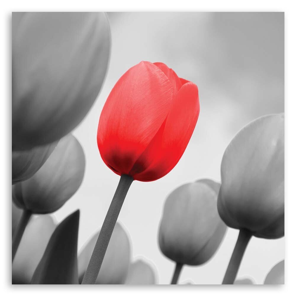 Paveikslas Raudona tulpė kaina ir informacija | Reprodukcijos, paveikslai | pigu.lt