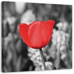 Печать на холсте, красный тюльпан на лугу 29,99 цена и информация | Репродукции, картины | pigu.lt