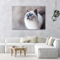 Reprodukcija Sibiro katė kaina ir informacija | Reprodukcijos, paveikslai | pigu.lt
