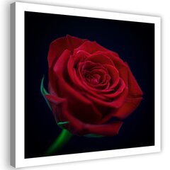 Reprodukcija Raudona rožė tamsoje kaina ir informacija | Reprodukcijos, paveikslai | pigu.lt