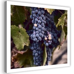 Репродукция темный виноград  цена и информация | Репродукции, картины | pigu.lt