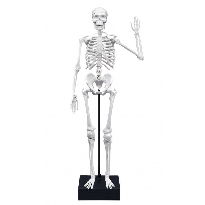 Konstruktorius Žmogaus skeletas, 45 cm kaina ir informacija | Lavinamieji žaislai | pigu.lt