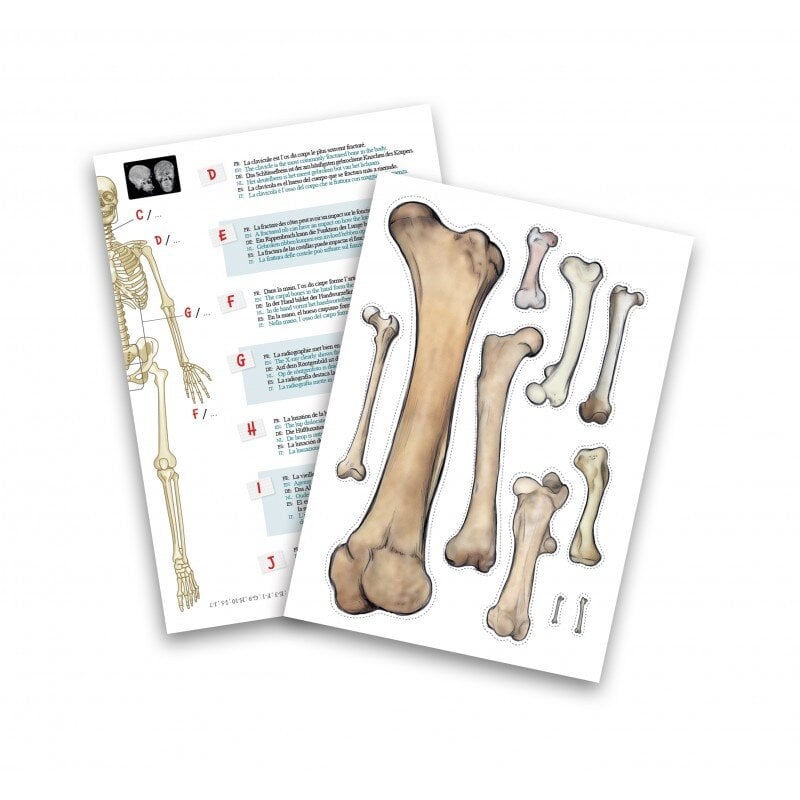 Konstruktorius Žmogaus skeletas, 45 cm kaina ir informacija | Lavinamieji žaislai | pigu.lt