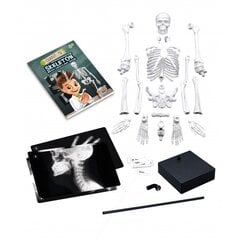 Konstruktorius Žmogaus skeletas, 45 cm kaina ir informacija | Lavinamieji žaislai | pigu.lt