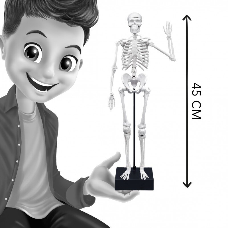 Konstruktorius Žmogaus skeletas, 45 cm цена и информация | Lavinamieji žaislai | pigu.lt