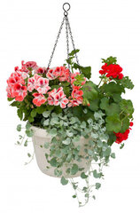 Vazonas gėlėms su laistymo sistema Uno Siesta 19 cm kaina ir informacija | Vazonai | pigu.lt