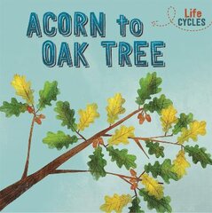 Life Cycles: Acorn to Oak Tree цена и информация | Книги для подростков и молодежи | pigu.lt
