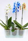 Vazonas orchidėjoms Triola 15,6cm kaina ir informacija | Vazonai | pigu.lt