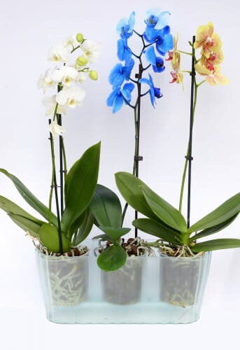 Vazonas orchidėjoms Triola 15,6cm kaina | pigu.lt