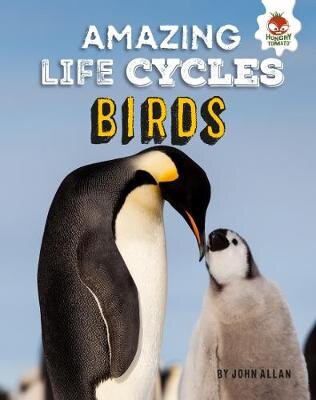 Birds - Amazing Life Cycles цена и информация | Knygos paaugliams ir jaunimui | pigu.lt